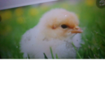 Chicky groupp