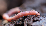 Worm United!
