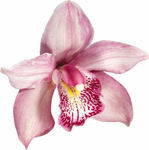 ORQUÍDEAS.