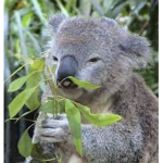 Cutey Koala