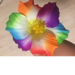 Real Roses