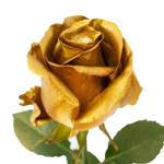 GoldenBeauty