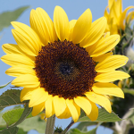 Sunflower Heights Academy