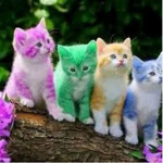 UwU Kittens