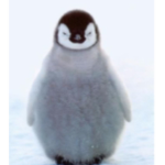 Penguins Rule :>