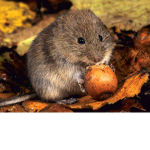 Vole Airlines | TM