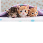 Kittens United.