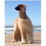 Afghan Hound