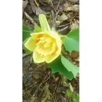 SumflowerRose group