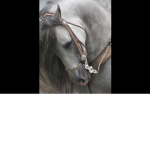 *Horse Riding Club*