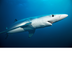Sharks Gang!