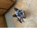 Bella animal