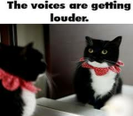 Studio Cats!
