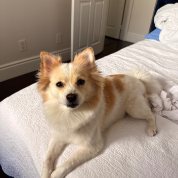 VAHUN OHANESEIAN EXPERIANCE