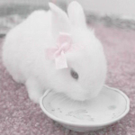 Kashimo's Rabbit「うさぎ」