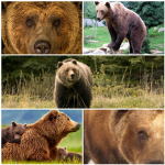 Luv bears :)