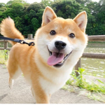 Fan Club Shiba