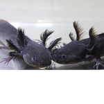 The_Axolotl Squad