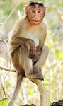 CREW OF THE MONKE'S