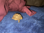 The turtle king