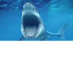 Cool sharky group