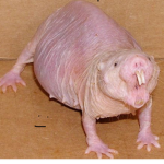 RATS STINKY FISHY