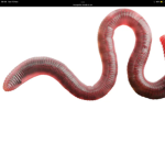 Rip wormy