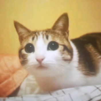 Untitled SCHLOIT (pronounced shh-ll-oit) GAME