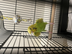 Rico Is Him
