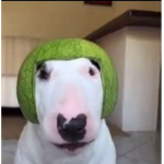 RobuxDoodooFart