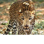 The Leopard Fam