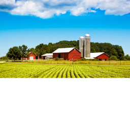 on the farm