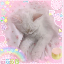 ᵋ୨୧ᵌ ᙆ 𝗓 𐰁 ＜ eepy kitty 🥛,,  ♡  ^ . . ^  . . .