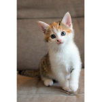 Kitty's cute cat's
