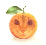 Orange cat UGC