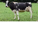 Cow skins only