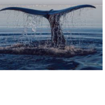 The blue whale《》