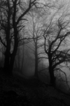 ‘zvmissed