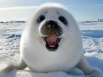 WEEHEEWOOHOOhOOiINghhgGgv