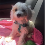 fluffy puppy+