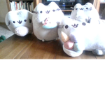 Cat Clan Club