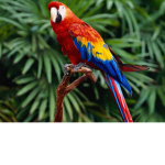 Parrot Squad