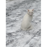 밀크냥이