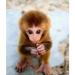 Monkey adoring group