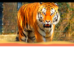Tigers United / Tiger Fan Club