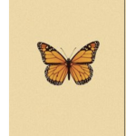 My little butterfly’S