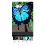 Blue Butterflys Fly
