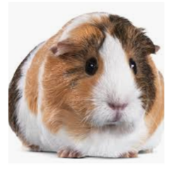 Guineapigfangroup