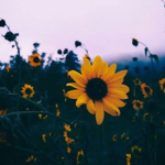 Sunflower_stars_club