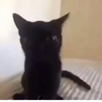 Emo cat cult